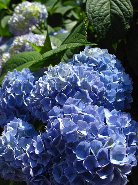Blue flower 6
