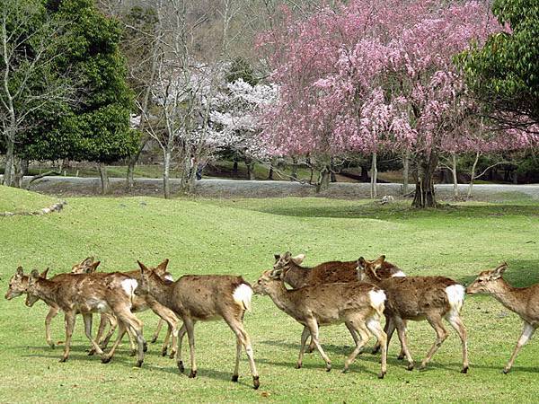 Nara k8.JPG