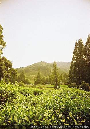 杭州 - 龙井茶园