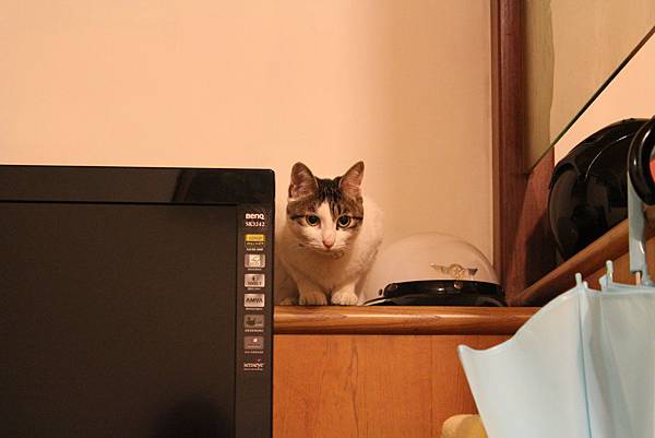 IMG_1334 IMG_1334