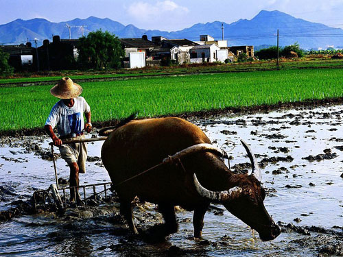水牛耕~1.JPG