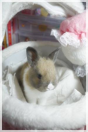 豬豬兔 遠看小豬豬哈 豬豬兔 遠看小豬豬哈