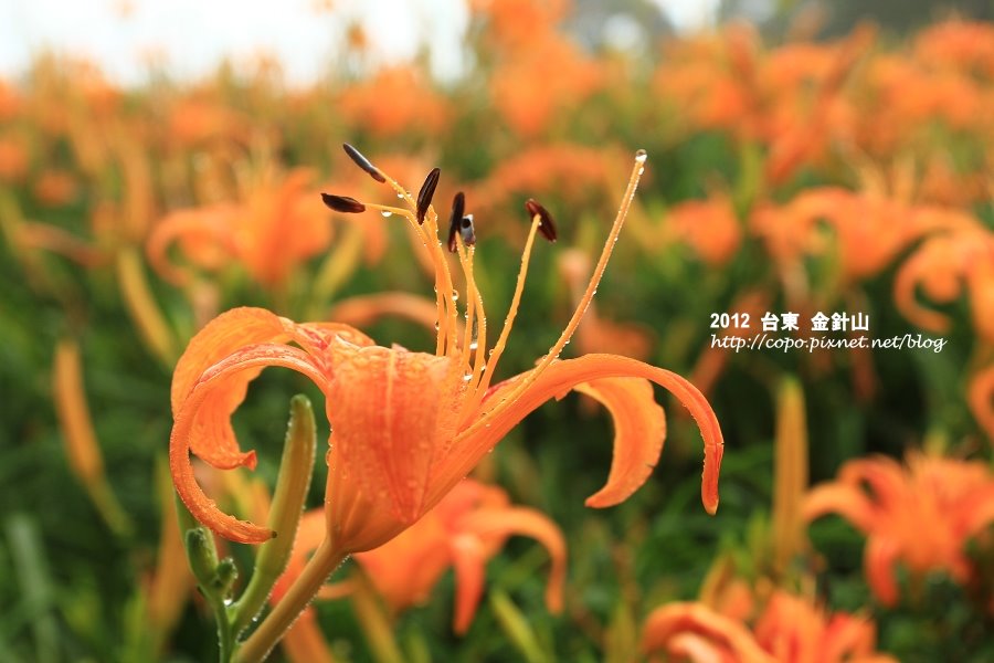 IMG_7449.JPG IMG_7449.JPG