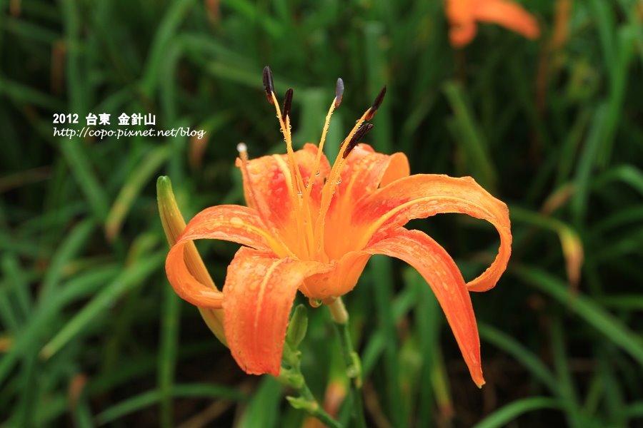 IMG_7451.JPG IMG_7451.JPG