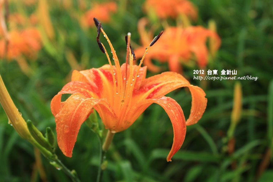 IMG_7452.JPG IMG_7452.JPG