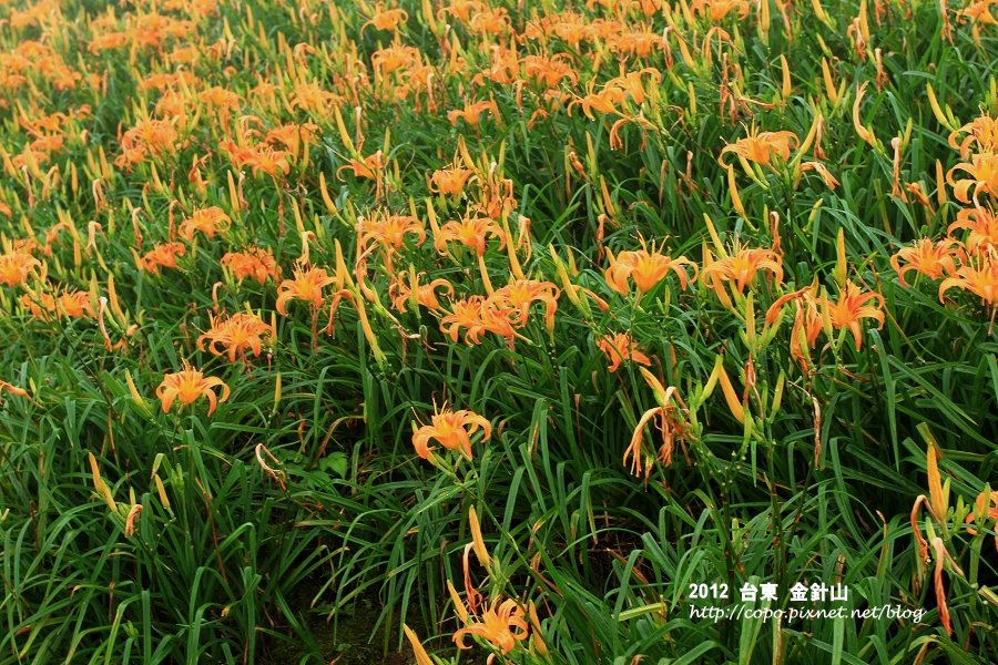 IMG_7454.JPG IMG_7454.JPG