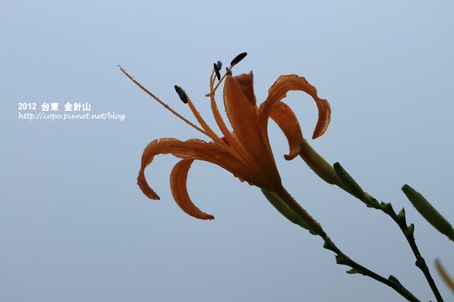 IMG_7462.JPG IMG_7462.JPG