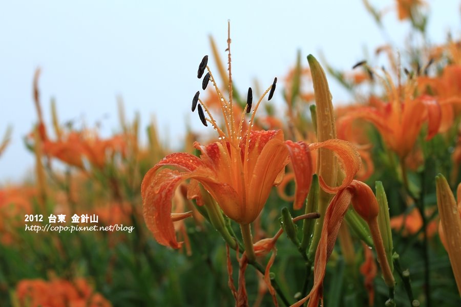 IMG_7463.JPG IMG_7463.JPG