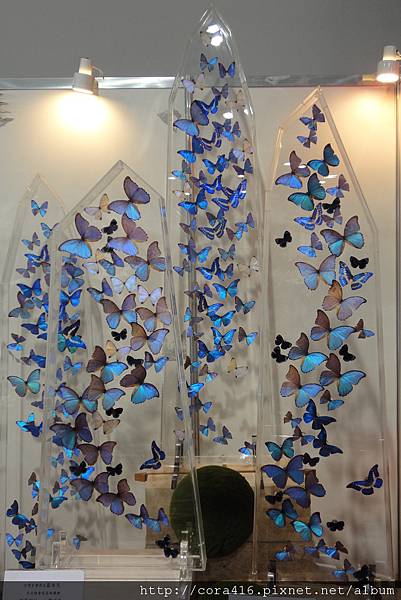 DSC02136.jpg DSC02136.jpg