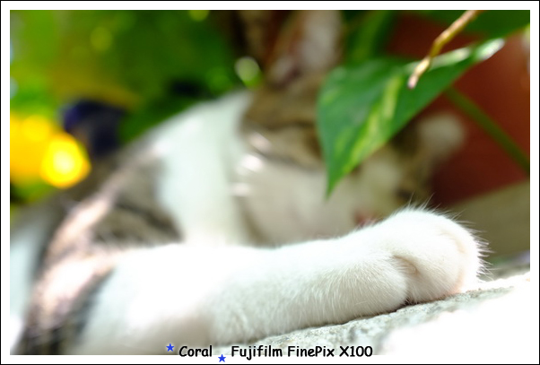 毛茸茸小掌真可愛