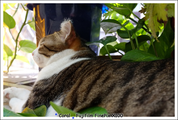 不想理我的小咪