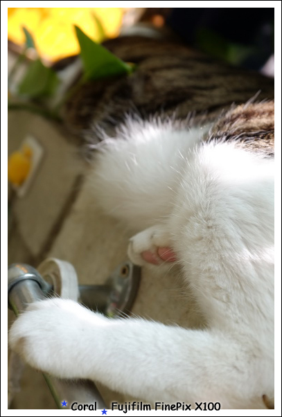 小肚肚的肉都擠出來了XD