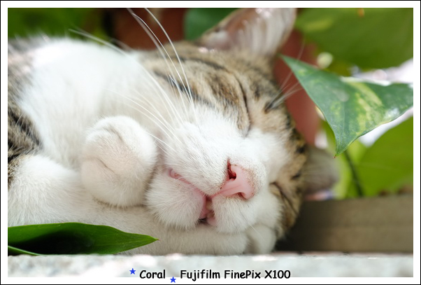 我不是故意要破壞小咪形象的...haha