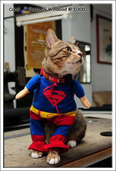 Supercat Puma登場!!