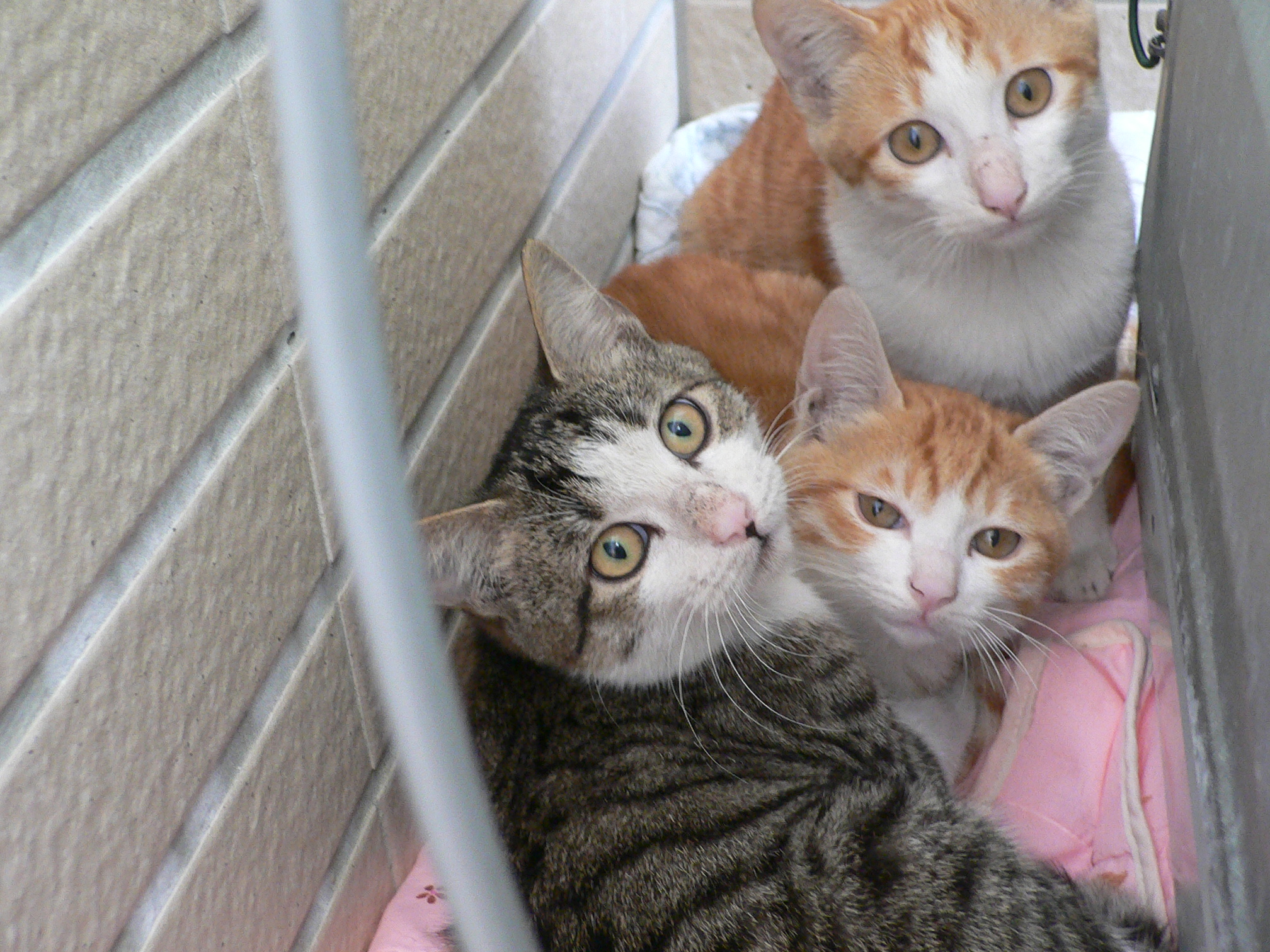 橘子貓通通出清啦!!