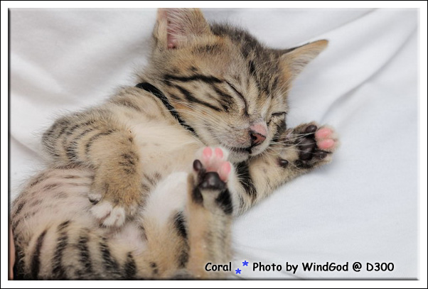 睡覺的模樣真可愛