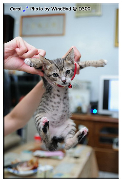 被我抓起來...很無奈的表情XD