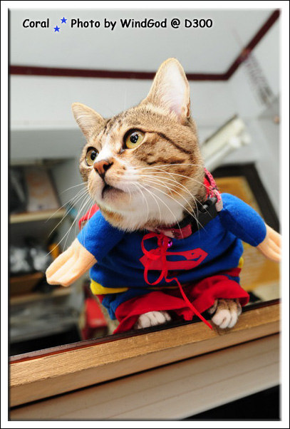 哇哈哈...太可愛了啦!!