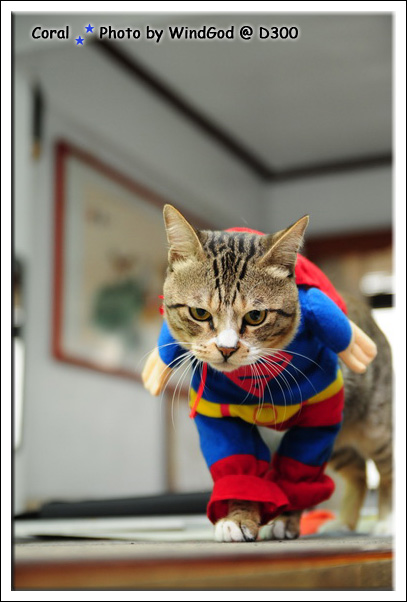 看我帥氣的步伐