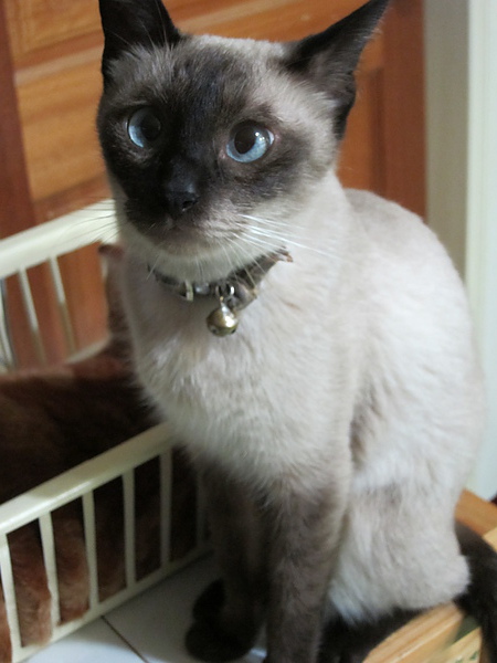 990629旅行存摺第四筆谷關星空 087.jpg