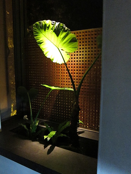 990629旅行存摺第四筆谷關星空 145.jpg