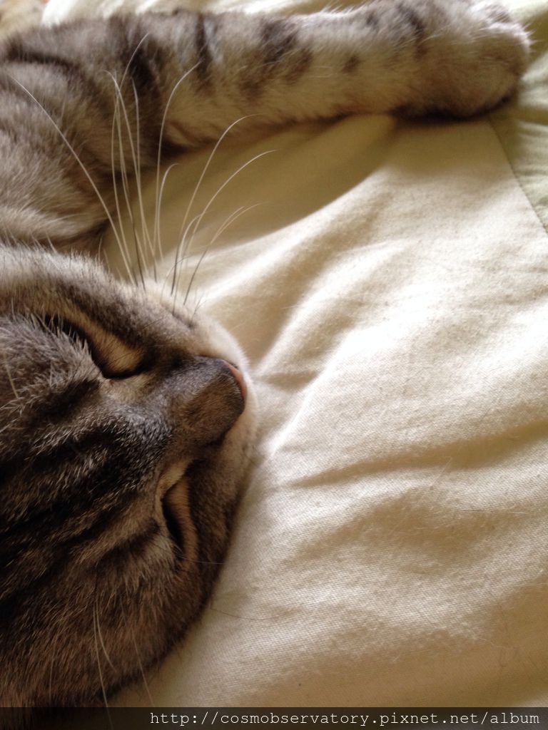 animal love animal love