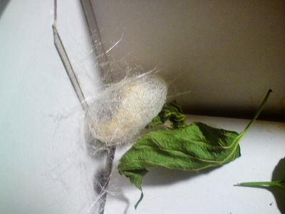 silkworm2.jpg silkworm2.jpg