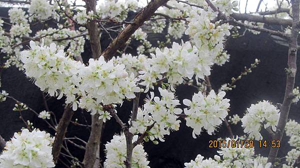 草坪頭-李花 (9).JPG 草坪頭-李花 (9).JPG