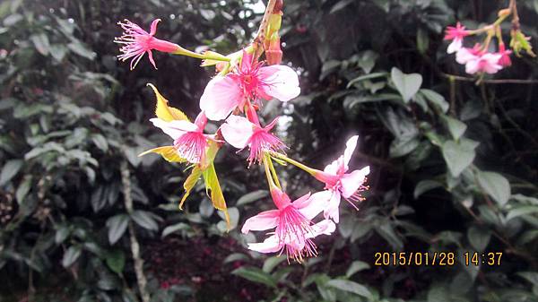 草坪頭-櫻花1 (6).JPG 草坪頭-櫻花1 (6).JPG