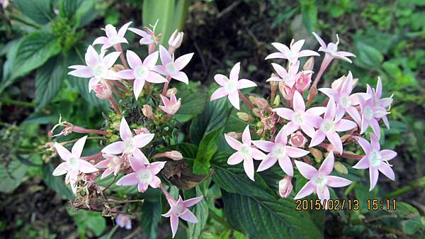 1040213056內溝溪樂康步道-繁星花.JPG 1040213056內溝溪樂康步道-繁星花.JPG