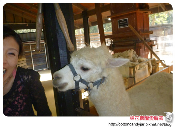 01草泥馬.jpg 01草泥馬.jpg