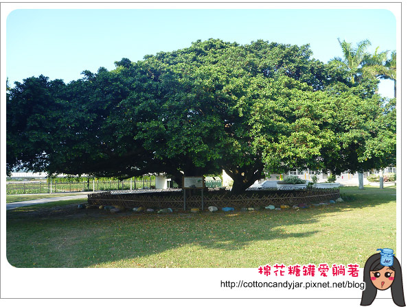 泰安國小情人樹04.jpg 泰安國小情人樹04.jpg