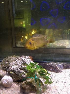 調整大小2013-09-03 21.19.32