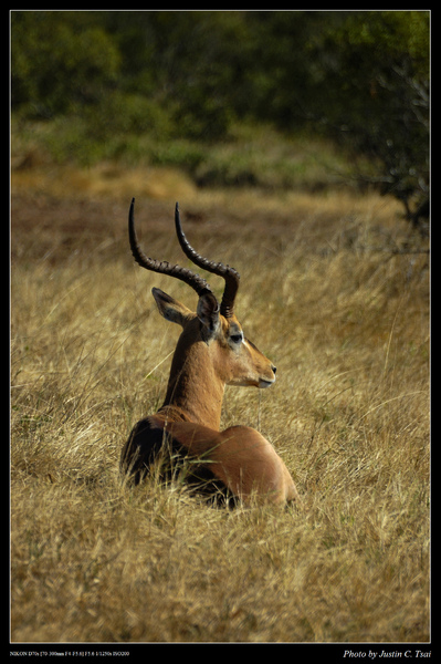 #4 Impala 黑斑羚 公羚