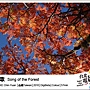 2011台北電影節_台北電影獎—紀錄片_森之歌 Song of the Forest.jpg 2011台北電影節_台北電影獎—紀錄片_森之歌 Song of the Forest.jpg