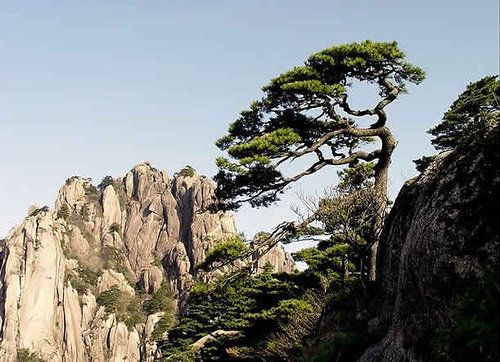 全球11處瀕臨消失的美景-中國.安徽 黃山松—2100老死.jpg 全球11處瀕臨消失的美景-中國.安徽 黃山松—2100老死.jpg