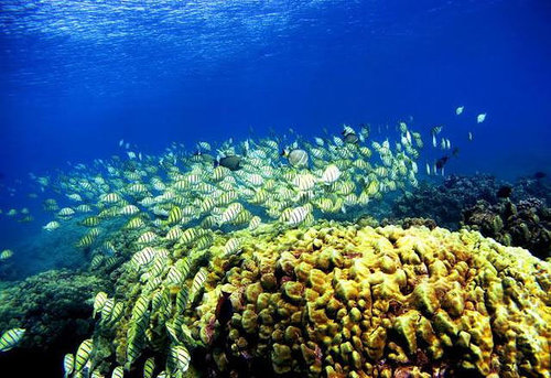 全球11處瀕臨消失的美景-澳洲大堡礁—2050珊瑚死亡2.jpg 全球11處瀕臨消失的美景-澳洲大堡礁—2050珊瑚死亡2.jpg
