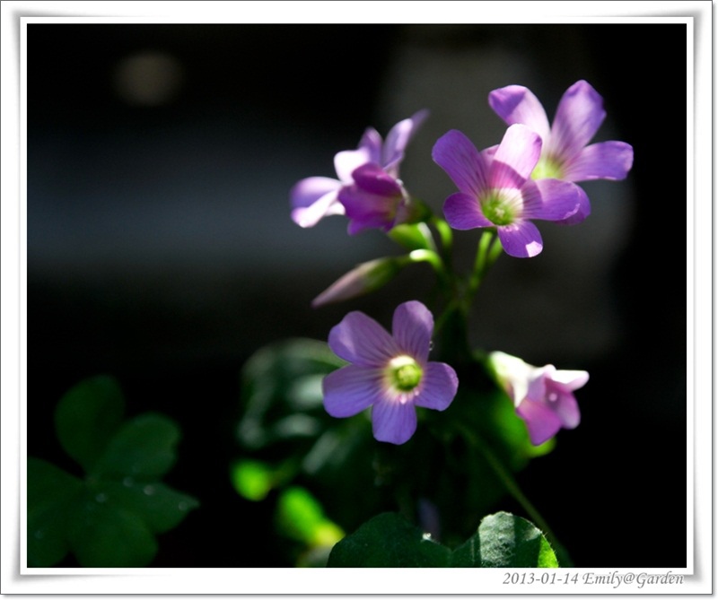 2013-01-14-135236-4花花草草.jpg 2013-01-14-135236-4花花草草.jpg