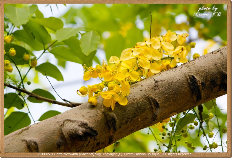 20140530-_MG_7622-2014-05-30阿勃勒.jpg 20140530-_MG_7622-2014-05-30阿勃勒.jpg