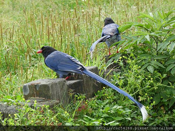 難得一見的台灣藍鵲 難得一見的台灣藍鵲