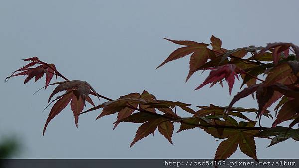 P1030080.JPG P1030080.JPG