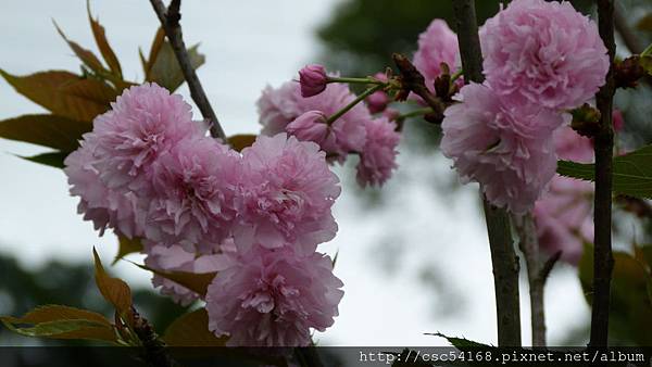 P1030263.JPG P1030263.JPG