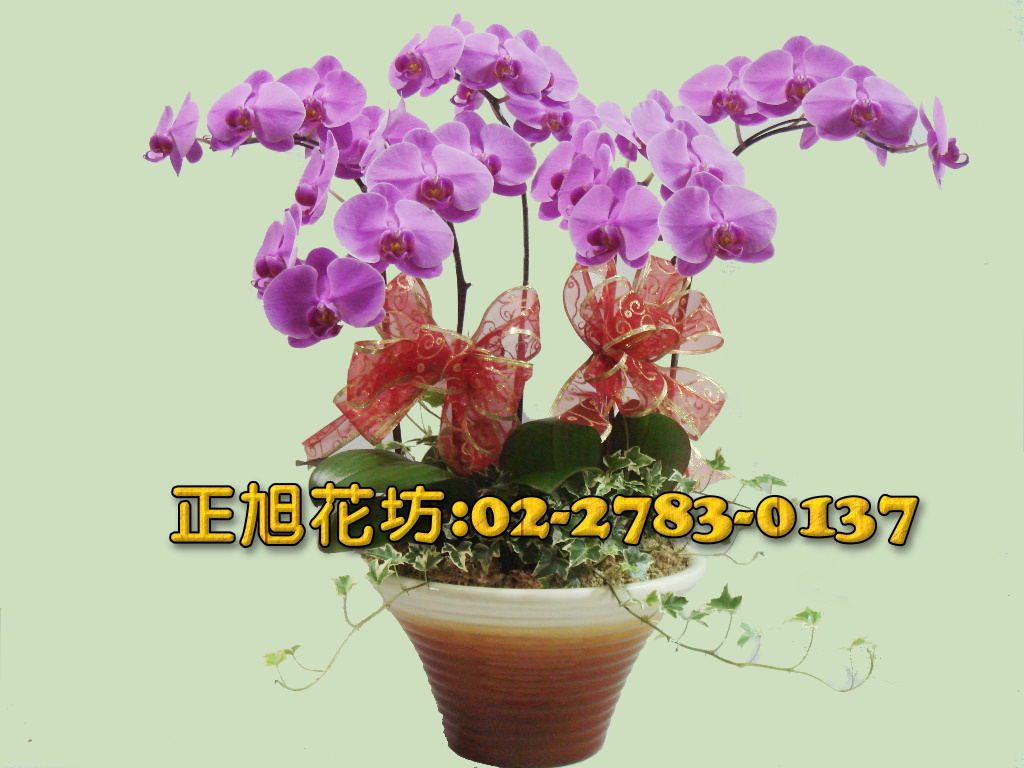 09006.jpg 09006.jpg