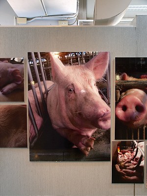 _B039318-400.jpg _B039318-400.jpg