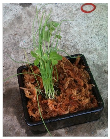 2014-04-05_223701 農場夢 魚菜共生之種菜