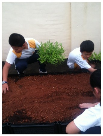 2014-05-15_232540 農場夢 在屋頂種菜了