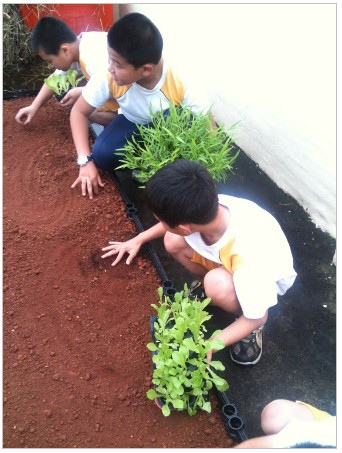 2014-05-15_232549 農場夢 在屋頂種菜了