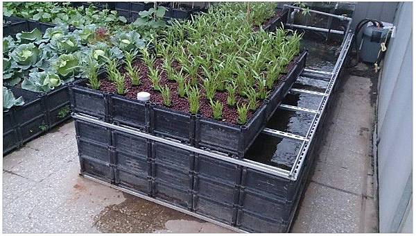 2014-05-25_143443 農場夢62 設一個屋頂菜園