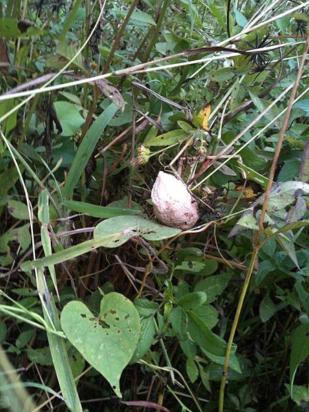 農場夢70- 再出發