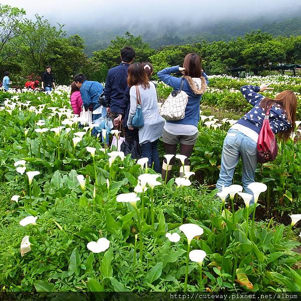 20130420苗榜吃山菜